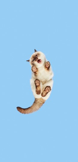 [2436x1125]猫咪 喵星人 宠物 蓝色 仰视 苹果手机壁纸图片
