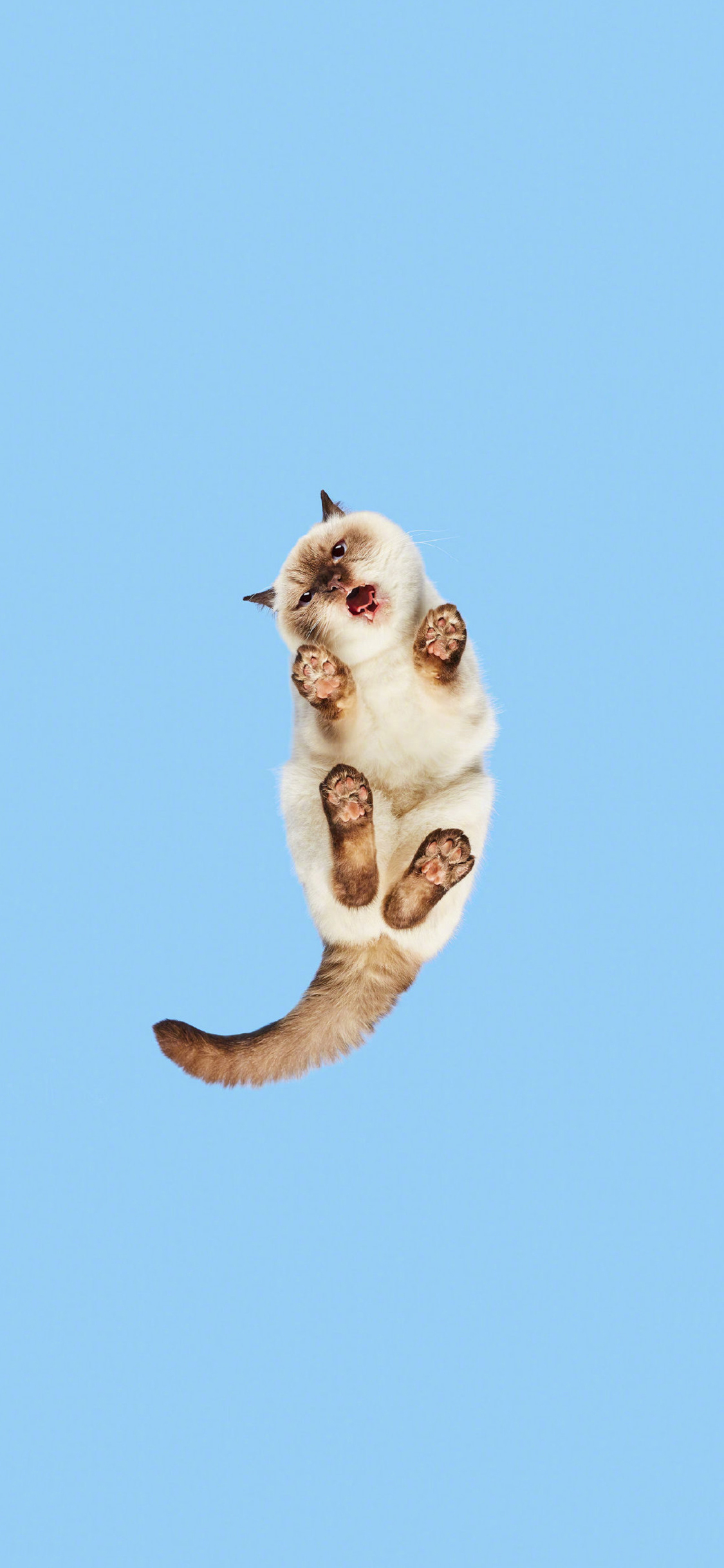 [2436×1125]猫咪 喵星人 宠物 蓝色 仰视 苹果手机壁纸图片