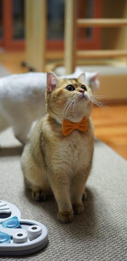 [2436x1125]猫咪 喵星人 宠物 蝴蝶结 萌 苹果手机壁纸图片