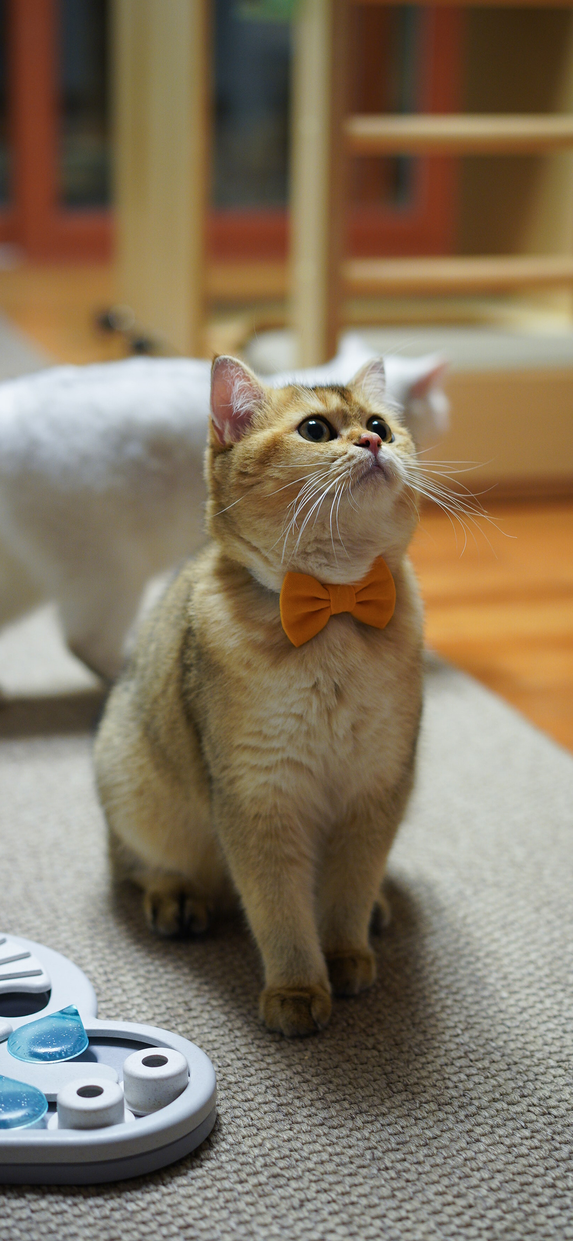 [2436×1125]猫咪 喵星人 宠物 蝴蝶结 萌 苹果手机壁纸图片