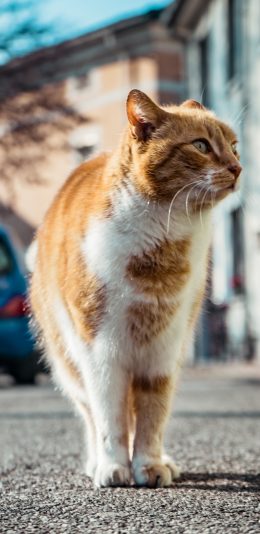 [2436x1125]猫咪 喵星人 宠物 街道 苹果手机壁纸图片