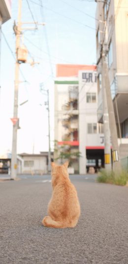 [2436x1125]猫咪 喵星人 宠物 街道 背影 苹果手机壁纸图片