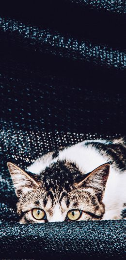 [2436x1125]猫咪 喵星人 宠物 趴 苹果手机壁纸图片