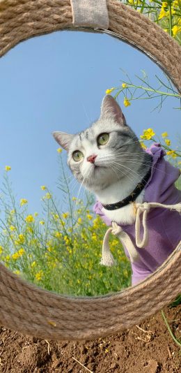 [2436x1125]猫咪 喵星人 宠物 镜子 油菜花 苹果手机壁纸图片
