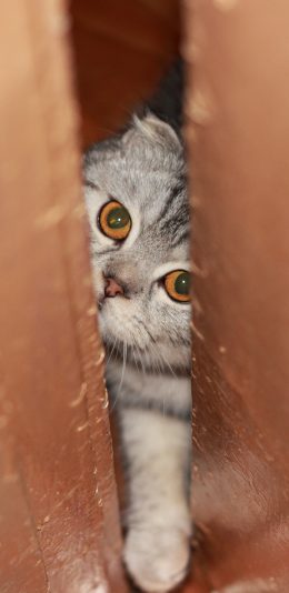 [2436x1125]猫咪 喵星人 宠物 门缝 可爱 苹果手机壁纸图片