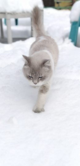 [2436x1125]猫咪 喵星人 宠物 雪地 苹果手机壁纸图片