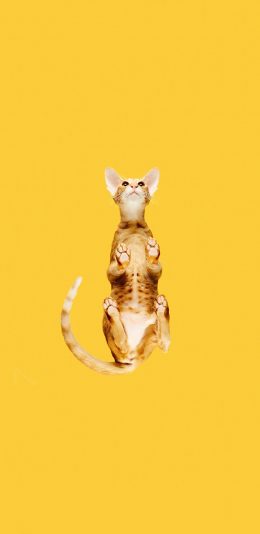 [2436x1125]猫咪 喵星人 宠物 黄色 仰视 苹果手机壁纸图片