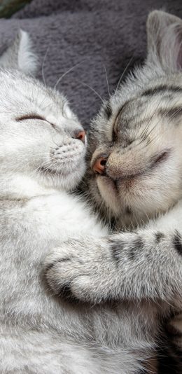 [2436x1125]猫咪 喵星人 拥抱 宠物 可爱 苹果手机壁纸图片