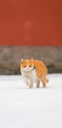 [2436x1125]猫咪 喵星人 故宫 雪地 行走 苹果手机壁纸图片
