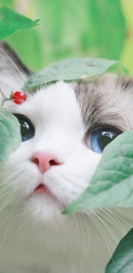 [2436x1125]猫咪 喵星人 树叶 可爱 宠物 苹果手机壁纸图片