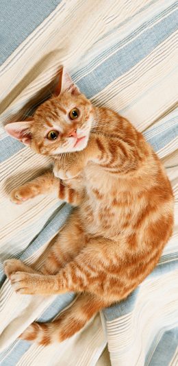 [2436x1125]猫咪 喵星人 橘猫 幼崽 苹果手机壁纸图片