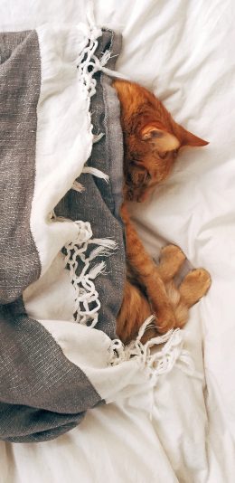 [2436x1125]猫咪 喵星人 毯子 宠物 可爱 苹果手机壁纸图片