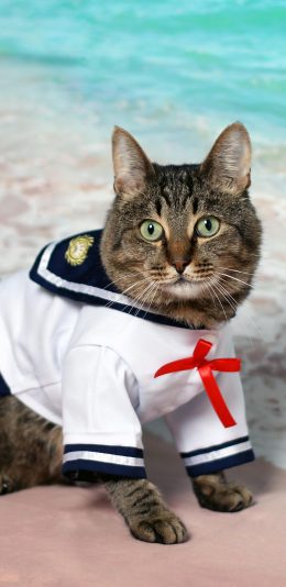 [2436x1125]猫咪 喵星人 水手服 可爱 萌 宠物 苹果手机壁纸图片