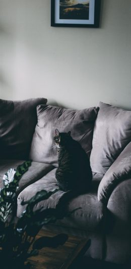[2436x1125]猫咪 喵星人 沙发 回眸 宠物 苹果手机壁纸图片