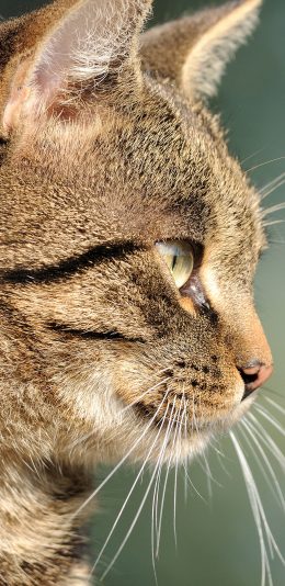 [2436x1125]猫咪 喵星人 特写 宠物 萌 苹果手机壁纸图片