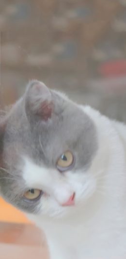 [2436x1125]猫咪 喵星人 玻璃 朦胧 宠物 苹果手机壁纸图片
