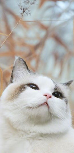 [2436x1125]猫咪 喵星人 白猫 可爱 萌 宠物 苹果手机壁纸图片