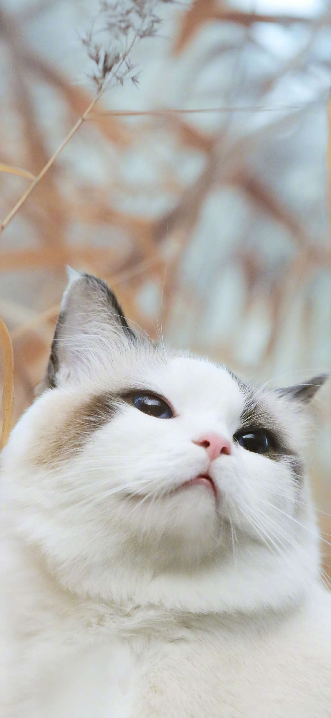 [2436×1125]猫咪 喵星人 白猫 可爱 萌 宠物 苹果手机壁纸图片