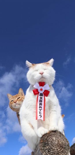 [2436x1125]猫咪 喵星人 白猫 橘猫 苹果手机壁纸图片