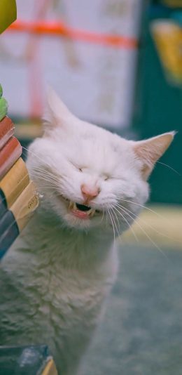 [2436x1125]猫咪 喵星人 白色 可爱 苹果手机壁纸图片