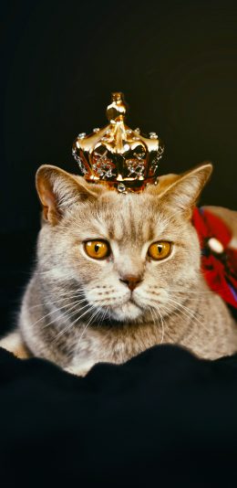 [2436x1125]猫咪 喵星人 皇冠 宠物 萌 苹果手机壁纸图片