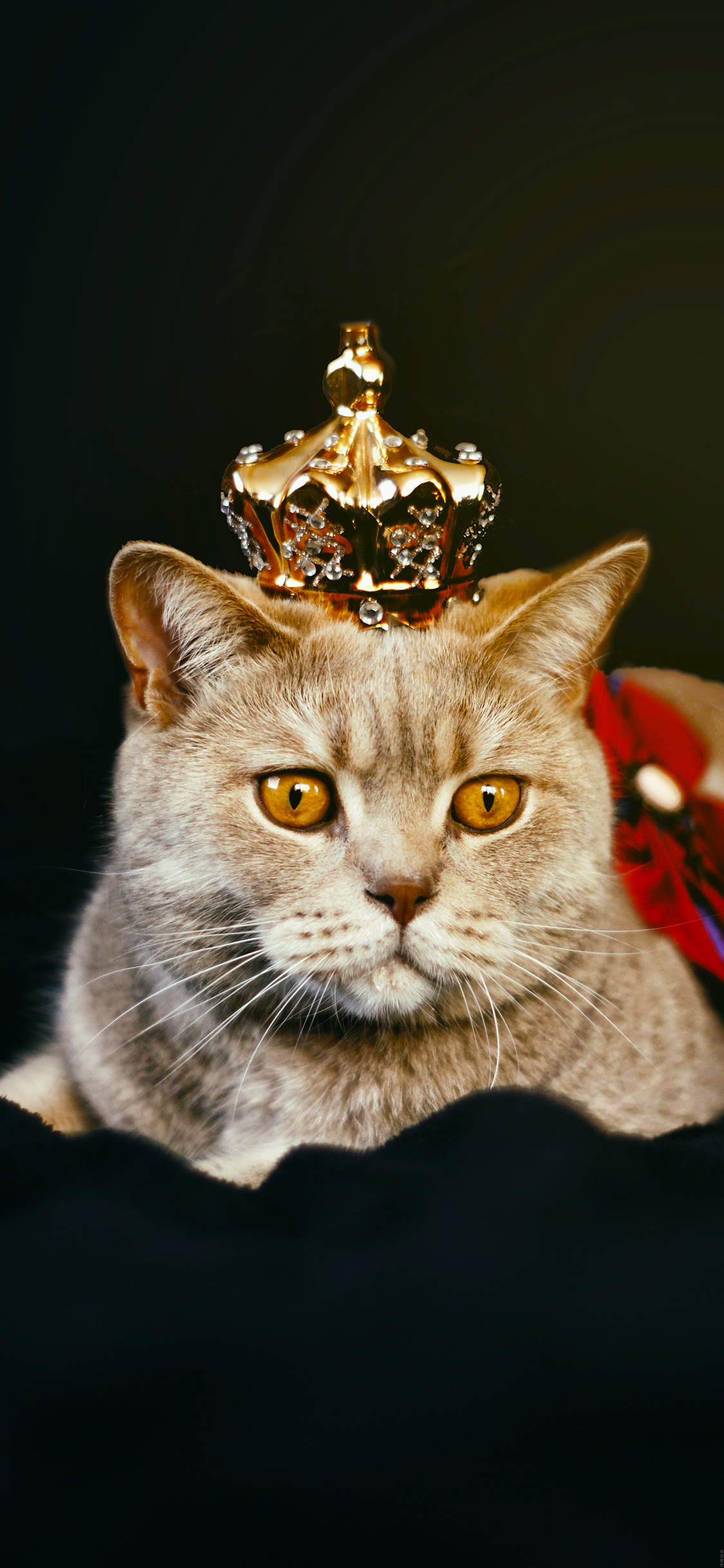 [2436×1125]猫咪 喵星人 皇冠 宠物 萌 苹果手机壁纸图片