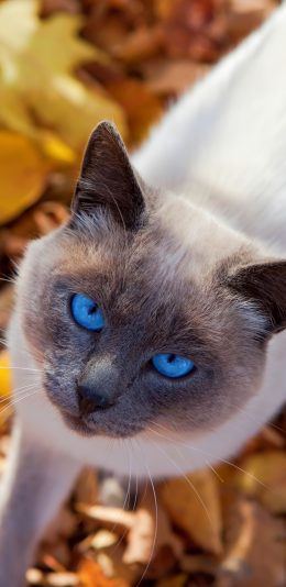 [2436x1125]猫咪 喵星人 秋 落叶 宠物 苹果手机壁纸图片