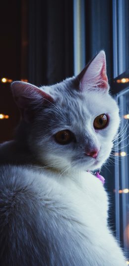 [2436x1125]猫咪 喵星人 窗边 萌 宠物 苹果手机壁纸图片