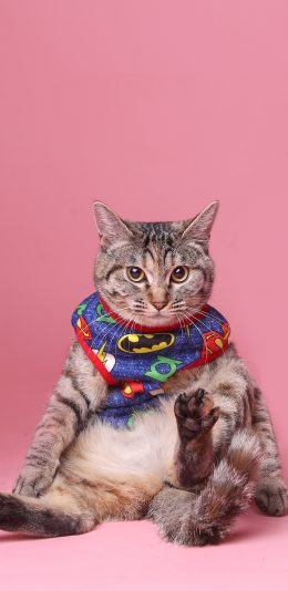 [2436x1125]猫咪 喵星人 粉色 可爱 宠物 苹果手机壁纸图片