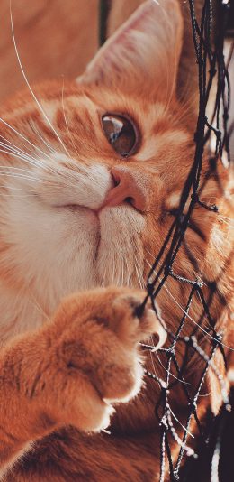 [2436x1125]猫咪 喵星人 网 宠物 萌 苹果手机壁纸图片