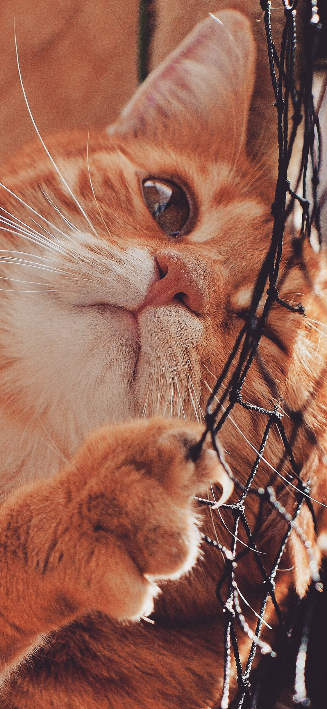 [2436×1125]猫咪 喵星人 网 宠物 萌 苹果手机壁纸图片