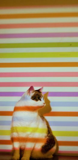 [2436x1125]猫咪 喵星人 色彩 条纹 宠物 苹果手机壁纸图片