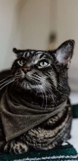 [2436x1125]猫咪 喵星人 花猫 苹果手机壁纸图片