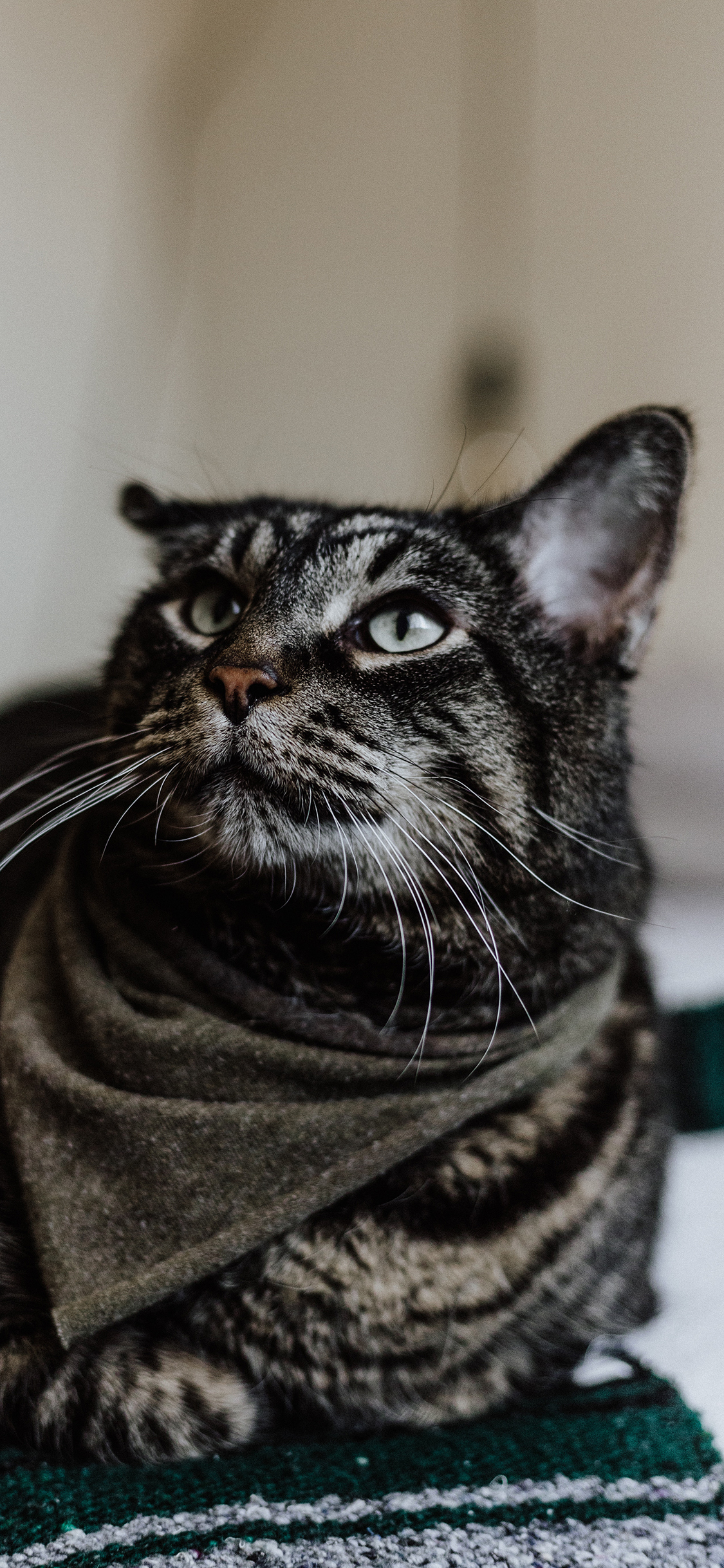 [2436×1125]猫咪 喵星人 花猫 苹果手机壁纸图片