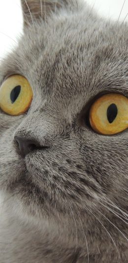 [2436x1125]猫咪 喵星人 萌 宠物 苹果手机壁纸图片