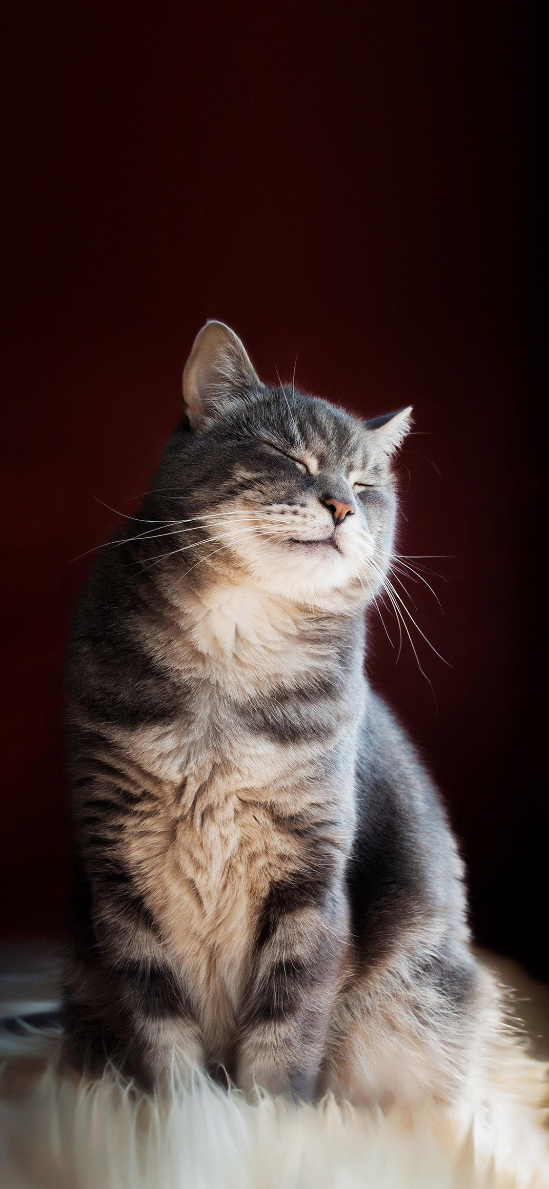 [2436×1125]猫咪 喵星人 萌 宠物 可爱 苹果手机壁纸图片