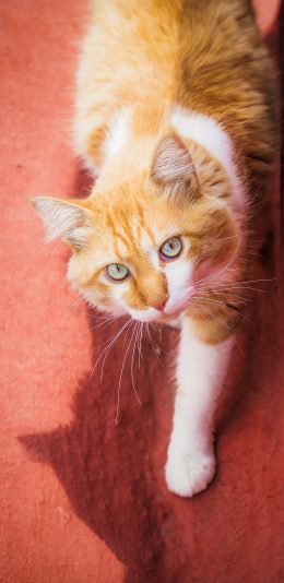 [2436x1125]猫咪 喵星人 萌宠 毛 爪子 苹果手机壁纸图片