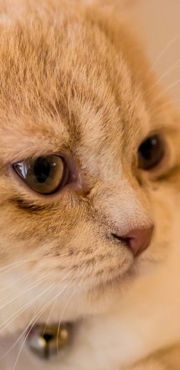 [2436x1125]猫咪 喵星人 萌宠 铃铛 苹果手机壁纸图片