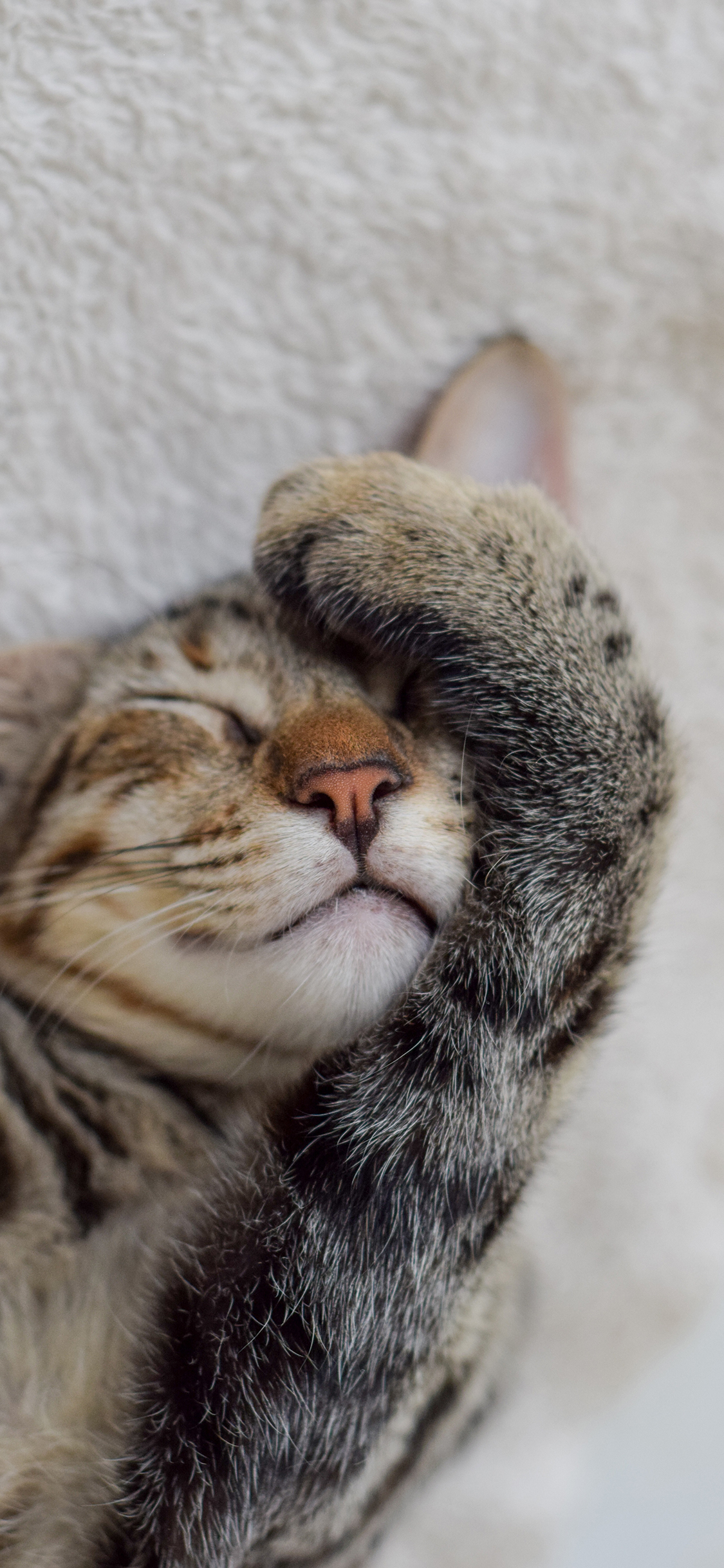 [2436×1125]猫咪 喵星人 蒙眼 可爱 宠物 苹果手机壁纸图片