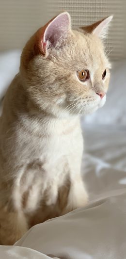 [2436x1125]猫咪 喵星人 被窝 可爱 萌 宠物 苹果手机壁纸图片