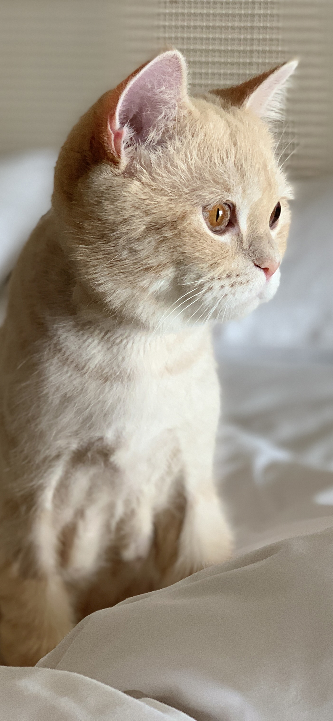 [2436×1125]猫咪 喵星人 被窝 可爱 萌 宠物 苹果手机壁纸图片