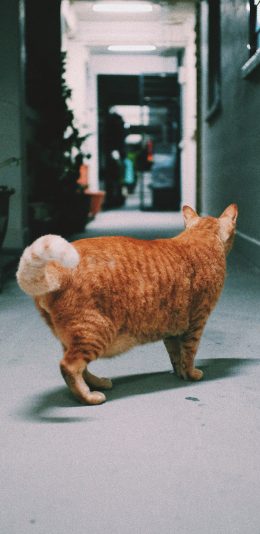 [2436x1125]猫咪 喵星人 走廊 楼道 宠物 苹果手机壁纸图片