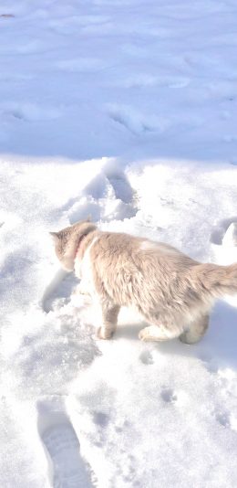 [2436x1125]猫咪 喵星人 雪地 宠物 白色 苹果手机壁纸图片