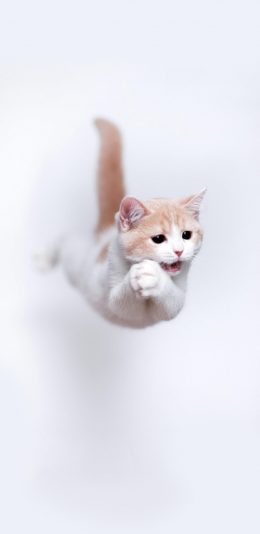 [2436x1125]猫咪 喵星人 飞跃 可爱 萌 宠物 苹果手机壁纸图片