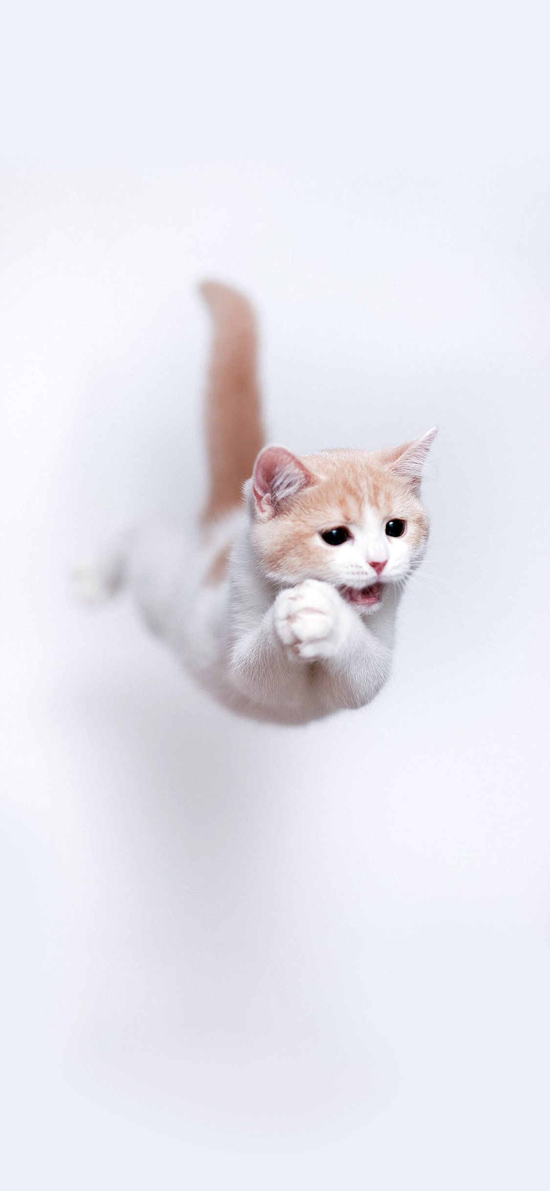 [2436×1125]猫咪 喵星人 飞跃 可爱 萌 宠物 苹果手机壁纸图片