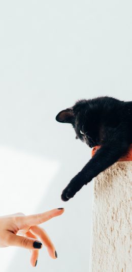 [2436x1125]猫咪 喵星人 黑猫 伸手 苹果手机壁纸图片
