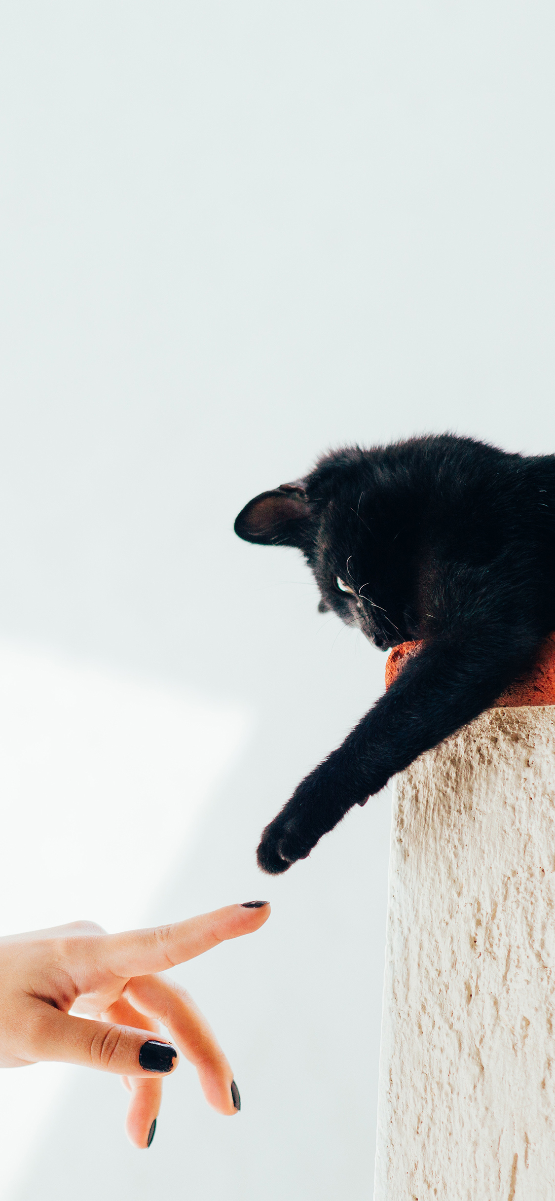 [2436×1125]猫咪 喵星人 黑猫 伸手 苹果手机壁纸图片