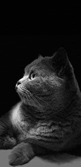 [2436x1125]猫咪 喵星人 黑猫 黑灰 宠物 可爱 萌 苹果手机壁纸图片