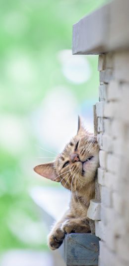[2436x1125]猫咪 墙壁 花猫 墙角 苹果手机壁纸图片
