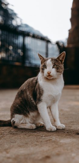 [2436x1125]猫咪 夜猫 花猫 皮毛 苹果手机壁纸图片